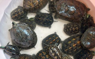 Nhà chùa nhờ kiểm lâm thả về tự nhiên 114 con rùa do khách phóng sinh