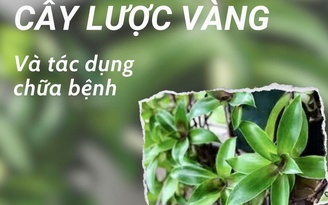 Cây lược vàng giúp ức chế tế bào ung thư, chữa gan nhiễm mỡ