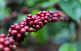 Việt Nam nghỉ lễ, giá cà phê thế giới tiếp tục tăng