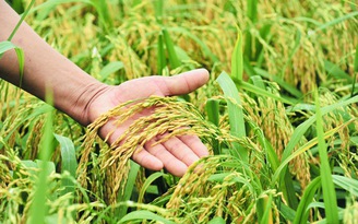 Indonesia tiếp tục mở thầu, thêm cơ hội cho gạo Việt Nam