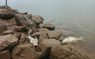 Khuyến cáo người dân không ăn, không bán cá chết bất thường trên sông Đáy