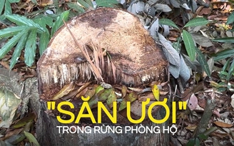 Săn ươi trong rừng phòng hộ - Kỳ 2: Hạ cây săn quả quý