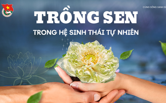 Cùng sống xanh số 84: Tận dụng vùng đất trũng chuyển từ trồng lúa sang trồng sen, gầy dựng hợp tác xã từ… 1 cây sen