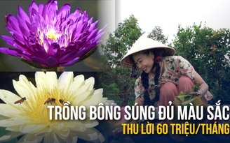 Trồng bông súng kiểng trong vườn sầu riêng, cô gái miền Tây thu lãi lớn