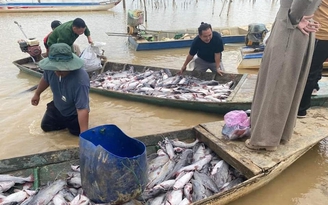 Cá lăng nuôi trong lồng bè tại lòng hồ thủy điện Ya Ly chết hàng loạt