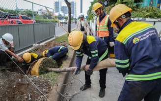 TP.HCM: Đốn hạ, di dời 236 cây xanh để mở rộng đại lộ Võ Văn Kiệt