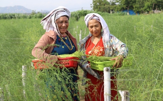 Măng tây phủ xanh vùng khô cằn Ninh Thuận