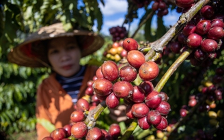 Giá cà phê robusta bất ngờ giảm nhiệt