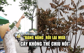 Người dân ngán ngẩm cảnh cây xanh chết khô: 'Nắng rồi lại mưa, cây cũng không chịu nổi'