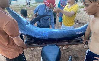 Ngư dân Quảng Ngãi câu được cá cờ gần 140 kg