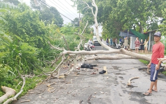 Bạc Liêu: Cây ngã đổ, đè một người bị thương nguy kịch