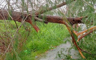 Bạc Liêu: Một người nguy kịch do cây xanh ngã đè