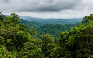 Cục Lâm nghiệp khuyến nghị 'nóng' về kinh doanh tín chỉ carbon rừng