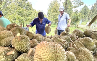 Nông sản xuất siêu kỷ lục