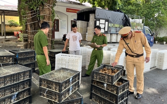 Hàng nghìn gà, vịt giống nhập lậu từ Trung Quốc