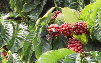 Giá cà phê robusta tiệm cận với arabica