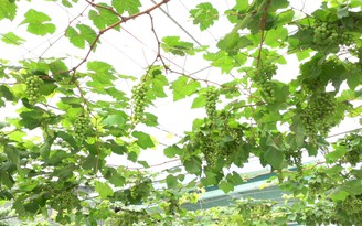 Chàng trai miền Tây kiếm gần 50 triệu đồng/tháng nhờ trồng nho bán giống