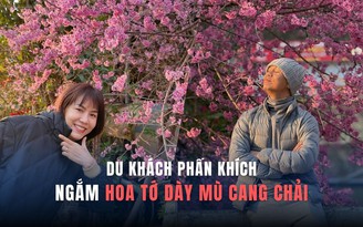 Du khách trầm trồ ngắm hoa tớ dày Mù Cang Chải: ‘Mùa xuân ở khắp nơi’