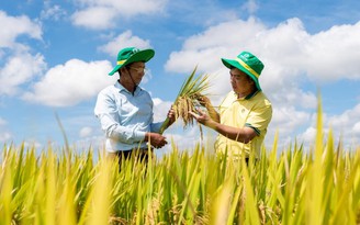 Phân Bón Cà Mau phát triển mô hình trình diễn giúp tăng năng suất cho cây lúa