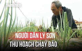 Nông dân Lý Sơn gấp rút thu hoạch chạy bão