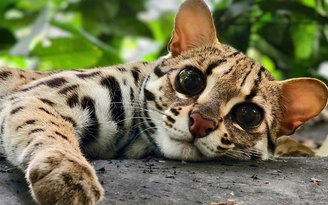 Chuyện về Mừng - chú mèo rừng với vẻ đẹp hoang dã khiến dân mạng say mê