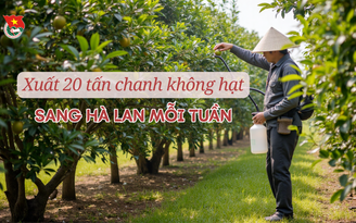 Cùng sống xanh số 131: Xuất khẩu 20 tấn chanh/tuần sang Hà Lan nhờ cách làm này