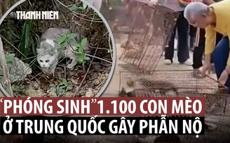Phóng sinh 1.100 con mèo gần hồ nước gây phẫn nộ ở Trung Quốc