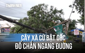 Cây xà cừ bật gốc, đổ chắn ngang đường giữa trưa ở Cần Thơ