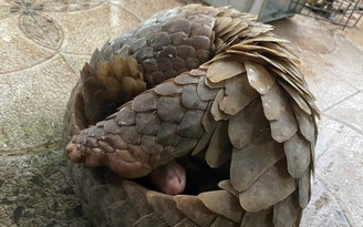 Người dân Hà Tĩnh bắt được tê tê, trăn đất quý hiếm