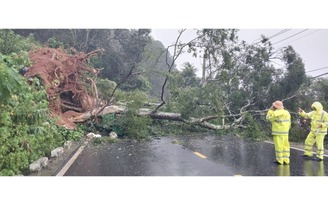 Cây cổ thụ ngã ở đèo Mimosa đè trúng ô tô