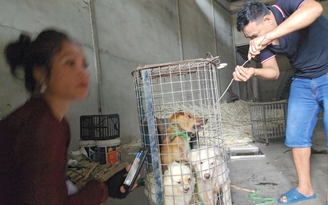 Nhức nhối trộm chó, mèo ở TP.HCM - Kỳ 2: Dùng AI tạo chó giả để lừa tiền chuộc