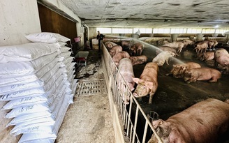 Chăn nuôi thiệt hại nặng do mưa lũ, tết này có thiếu thịt?