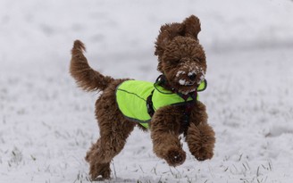 Bất ngờ phát hiện cả chó chihuahua cũng có gien sói