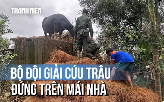 Bộ đội dùng rơm chất thành bậc thang giải cứu con trâu đứng trên mái nhà