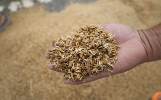 Trắng tay sau lũ, người cha xót lòng bán rẻ lúa mua sữa cho con nhỏ