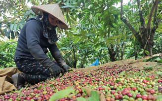 Nông sản xuất khẩu 'khổ' vì thuế