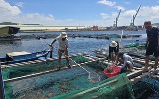 Khánh Hòa kêu gọi thu hoạch thủy sản trước bão số 15