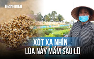 Lúa nảy mầm sau lũ lịch sử: Cha bán rẻ, lấy tiền mua sữa cho con