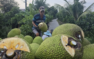 Mít tươi Việt Nam mở cửa thị trường Trung Quốc