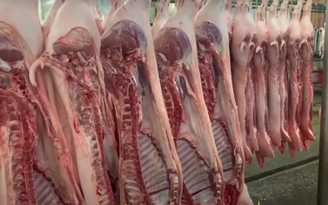 Giá heo hơi hôm nay 28.11.2025: Giữ xu hướng tăng ở miền Trung 