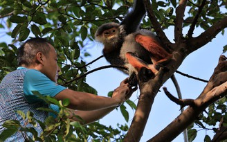 Voọc chà vá chân nâu quý hiếm: Khoảnh khắc giải cứu trên bán đảo Sơn Trà