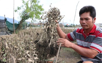 Tan hoang những vườn hoa ngập lũ