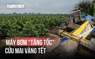 Triều cường, xả lũ đe dọa làng mai Bình Lợi: Lo lắng mùa mai tết