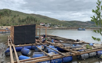 Thủ phủ tôm hùm nỗ lực hồi sinh sau lũ