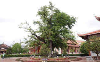 Hào khí nhà Tây Sơn vọng về từ ký ức: Cây me, giếng nước kể chuyện xưa