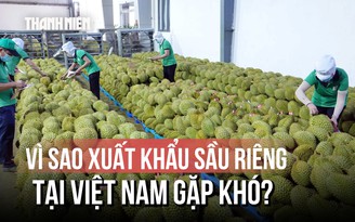 Khi sầu riêng trở thành ngành ‘hot’: Rủi ro thuốc giả, chất độc hại gây khó xuất khẩu?