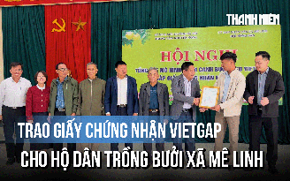 Hộ dân trồng bưởi xã Mê Linh nhận giấy chứng nhận VietGAP uy tín