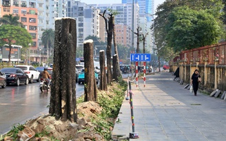 Hà Nội di dời cây xanh, 'xén' vỉa hè để giảm ùn tắc