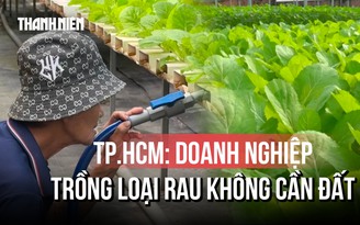 TP.HCM: đất trồng hạn hẹp, rau thủy canh 'lên ngôi'