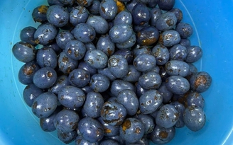 Trái cọ vào mùa: Ăn sao cho đúng để không rát cổ?